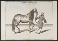 The noblest, a Neapolitan... (Der edelste, ein Napolitanilcher Lauffer. Nobilissimo Courrier Nàppolitain.)