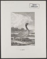 The Grey Wild Goose