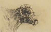 Illustration of a Cow