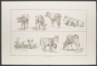 Studies of animals