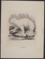 The Polar Bear