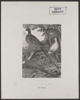Pheasant