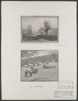 Lambs in a field
