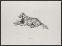 A Setter Dog