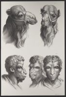 Three male human heads and two camel heads