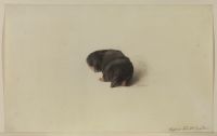 Mole (recto)