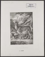 Stag
