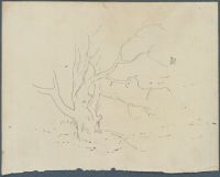 Page in an album
