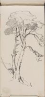 Study of a Tree (Pine?)