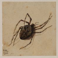 Spider: possibly an European garden spider