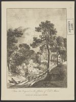 Wooded Road