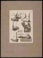 Studies of feet