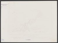 Fairies on the Sea Shore