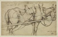 Mule in harness (recto)