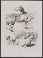 Studies of Sheep (plate 10)