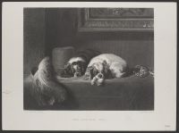 The Cavalier's Pets