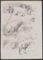 Studies of Sheep (plate 9)