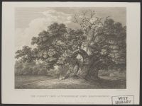 Chesnut Tree at Wymondeley Parva, The