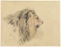 Head of a lion