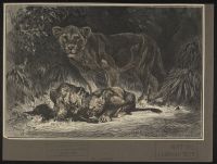 Les Lionceaux