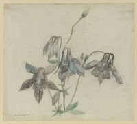 Flower study - columbine
