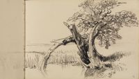 Dying trees by pond
