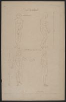 Some general proportions for the Human Figure divided into heads,  parts, and minutes.
