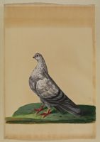 Pigeon