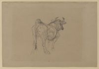 Study of an ox (recto)