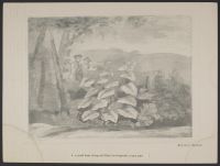 A Careful Study of Large Wild Plants, for Foregrounds, on Grey Paper