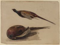Two pheasants