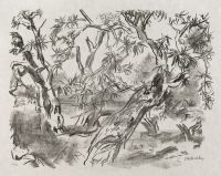 Apulia - Almond trees (Mandelbaume)