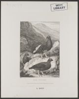 Red Grouse