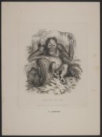 Ourang Outan (orangutan)