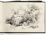 A felled tree trunk overgrown with grasses