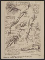 Anatomical Studies of Shoulder and Foot
