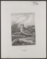 Great Plover