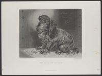 The Pet of the Duchess