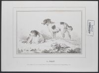 Two dogs