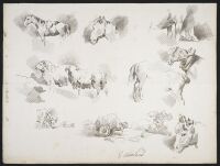 Studies of horses and sheep