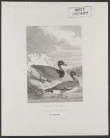 Wigeon & Pochard