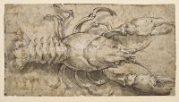 A crayfish (recto)
