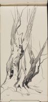 Study of Tree Trunks