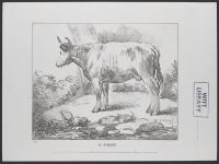 Cow in landscape with tree