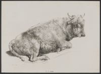 Study of a Bull (plate 11)