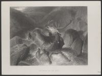 The Death of the Stag