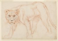 Lioness prowling (recto)