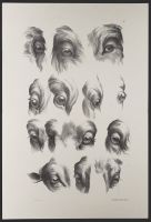 Studies of animal eyes