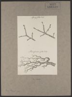 Spray of the Oak, Ramification of the Oak