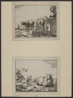 A recumbent sheep in a landscape